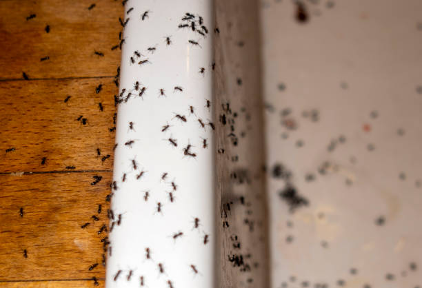 Professional Pest Control in Severance, CO
